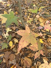Liquidambar styraciflua