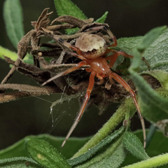 Araneus thaddeus