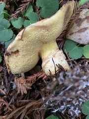 Suillus caerulescens