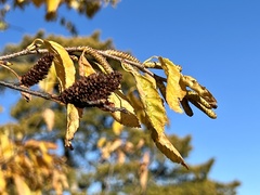Alnus serrulata
