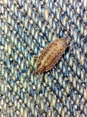 Porcellionides cingendus