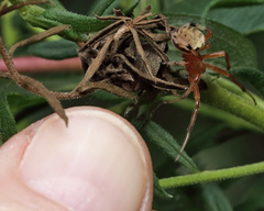 Araneus thaddeus