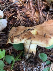 Suillus caerulescens