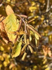 Alnus serrulata