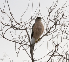 Accipiter cooperii