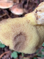 Suillus caerulescens