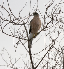 Accipiter cooperii