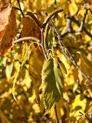Alnus serrulata