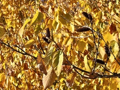 Alnus serrulata
