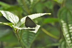 Contrafacia catharina