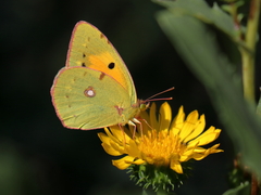 Colias croceus