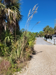 Cortaderia selloana