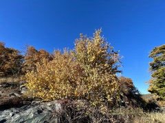 Alnus serrulata
