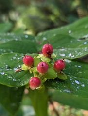 Hypericum androsaemum