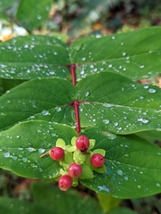 Hypericum androsaemum