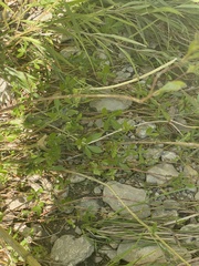 Ludwigia repens
