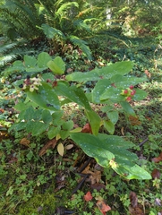 Hypericum androsaemum