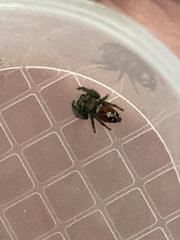 Phidippus