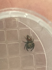 Phidippus