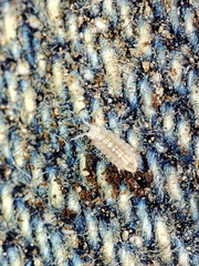 Trichoniscus pygmaeus