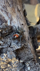 Phidippus