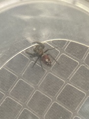 Phidippus