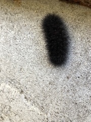 Hypercompe scribonia