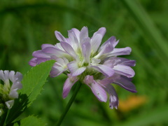 Trifolium resupinatum