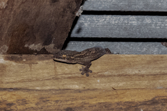 Thecadactylus solimoensis