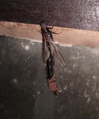 Atractocerus brasiliensis