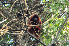 Alouatta seniculus puruensis