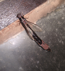 Atractocerus brasiliensis