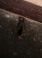 Atractocerus brasiliensis
