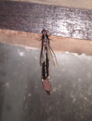 Atractocerus brasiliensis