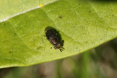 Orthonevra nitida