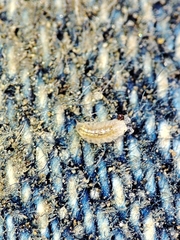 Trichoniscus pygmaeus