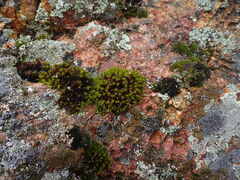 Didymodon