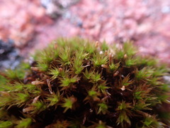 Didymodon