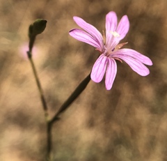 Panicled Willowherb - Photo (c) catchang, some rights reserved (CC BY-NC), uploaded by catchang