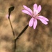 Panicled Willowherb - Photo (c) Cat Chang, some rights reserved (CC BY-NC), uploaded by Cat Chang