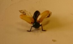 Labidostomis longimana