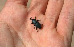 Scyphophorus acupunctatus