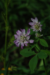 Trifolium resupinatum