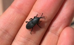 Scyphophorus acupunctatus