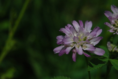 Trifolium resupinatum