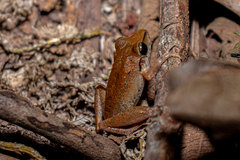 Pristimantis fenestratus