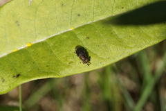 Orthonevra nitida