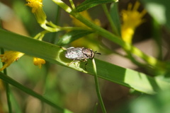 Orthonevra nitida