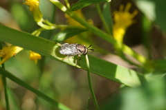 Orthonevra nitida