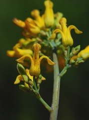 Ehrendorferia chrysantha